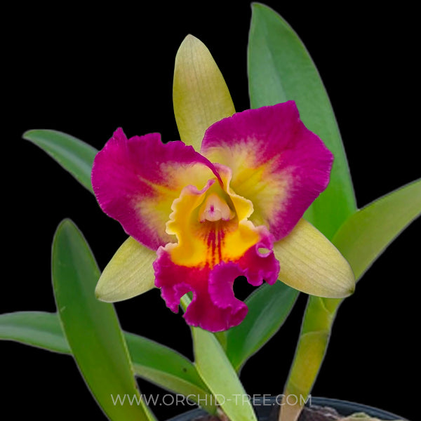 Cattleya Flower Meaning Luxury And
