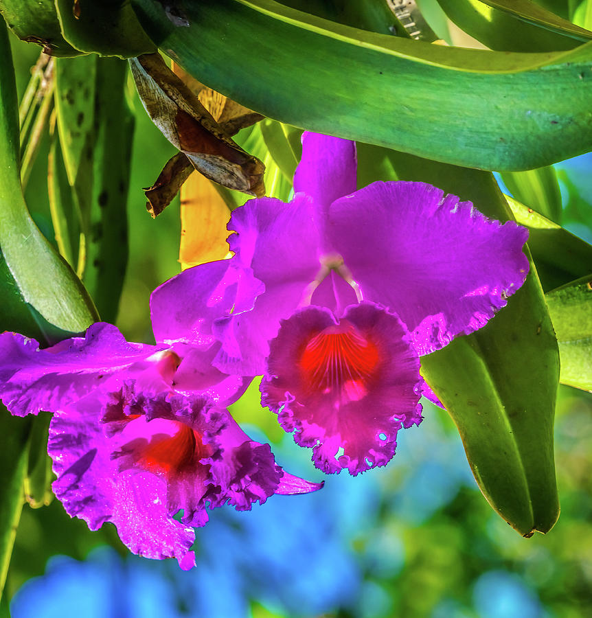Cattleya Flower Meaning Luxury And