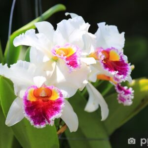 The Meaning And Symbolism Of Cattleya Orchids 65602700abb46.jpg
