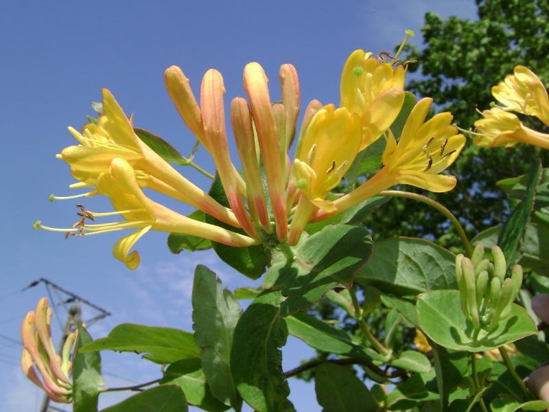 Honeysuckle Flower Meaning: From Love and Devotion to Happiness and Renewal