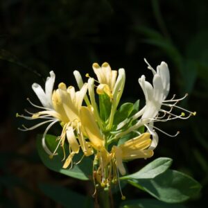 The Meaning And Symbolism Of Honeysuckle Flowers 6567570770220.jpg