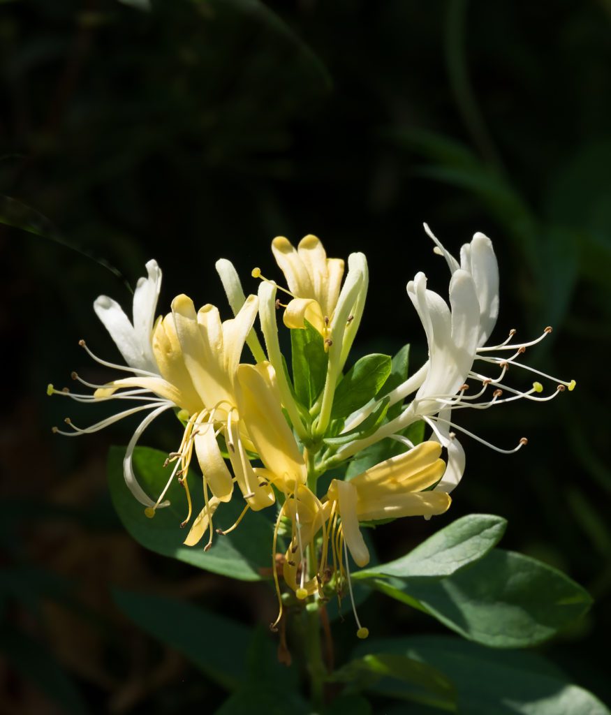 Honeysuckle Flower Meaning: From Love and Devotion to Happiness and Renewal