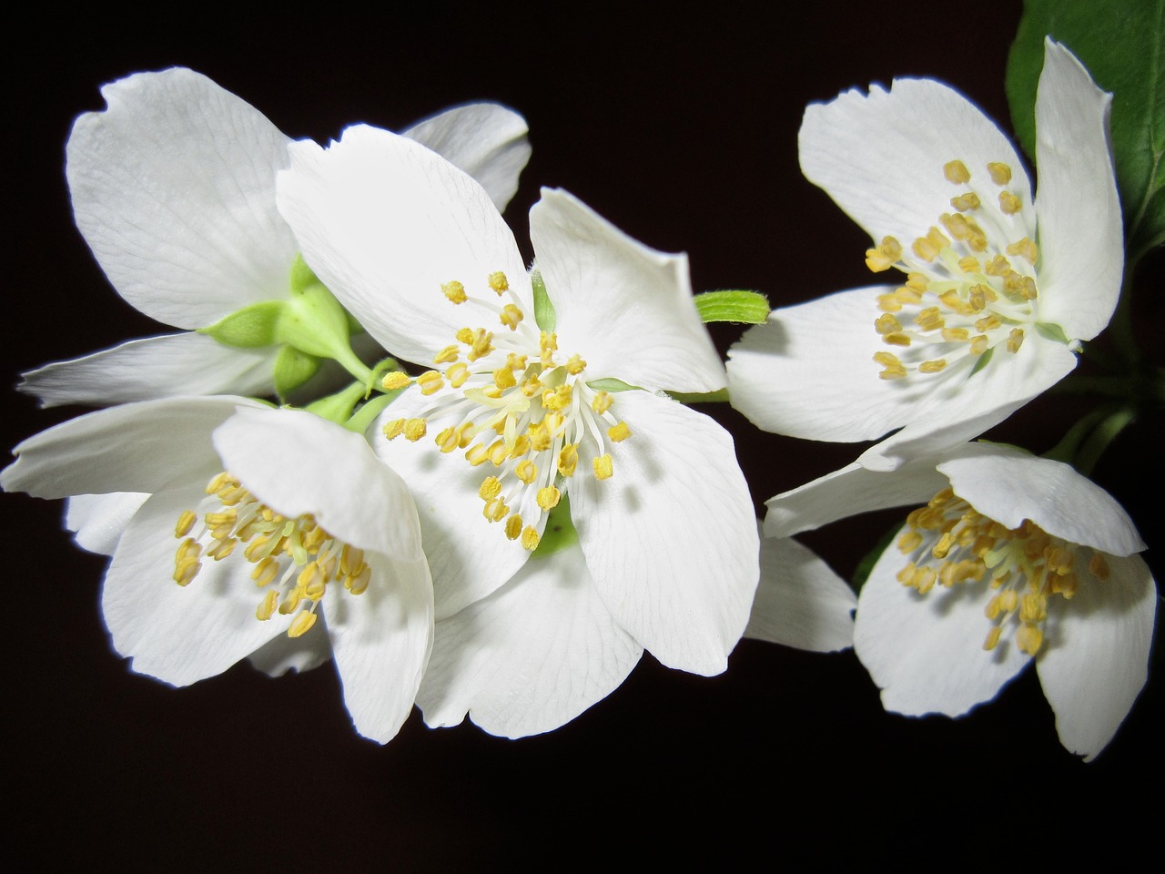 Jasmine Flower Meaning: Heavenly Fragrance and Spiritual Associations