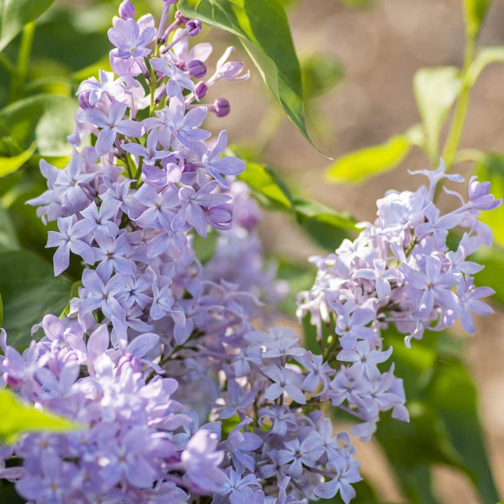 Lilac Flower Meaning: Light, Sweet Fragrance and Beautiful Shades of Purple