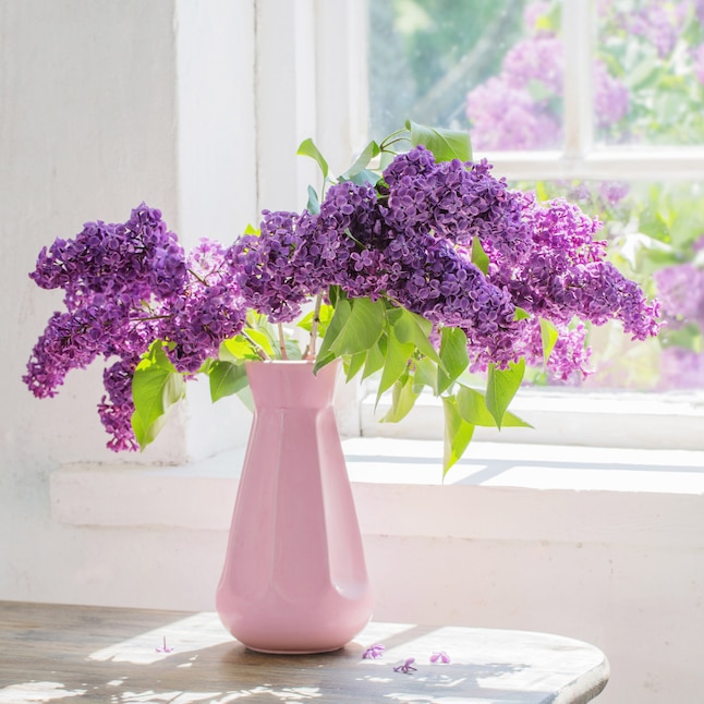 Lilac Flower Meaning: Light, Sweet Fragrance and Beautiful Shades of Purple
