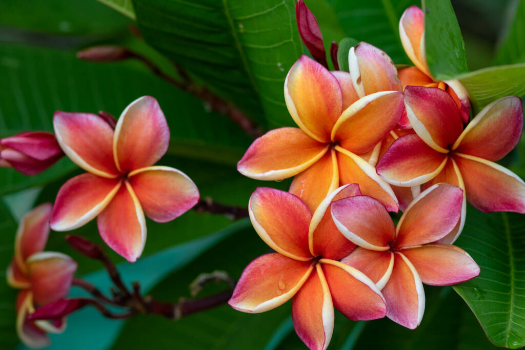 Plumeria Meaning: Love, Passion and Vibrancy.