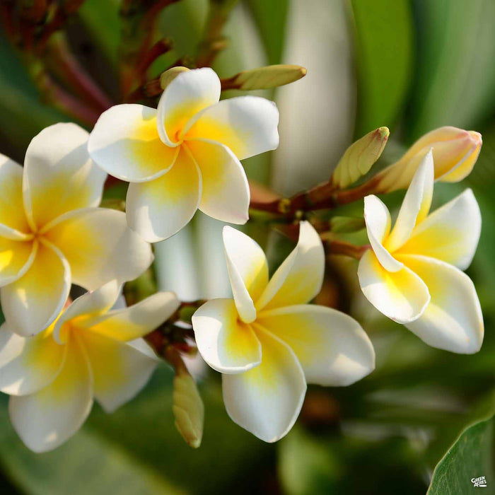 Plumeria Meaning: Love, Passion and Vibrancy.