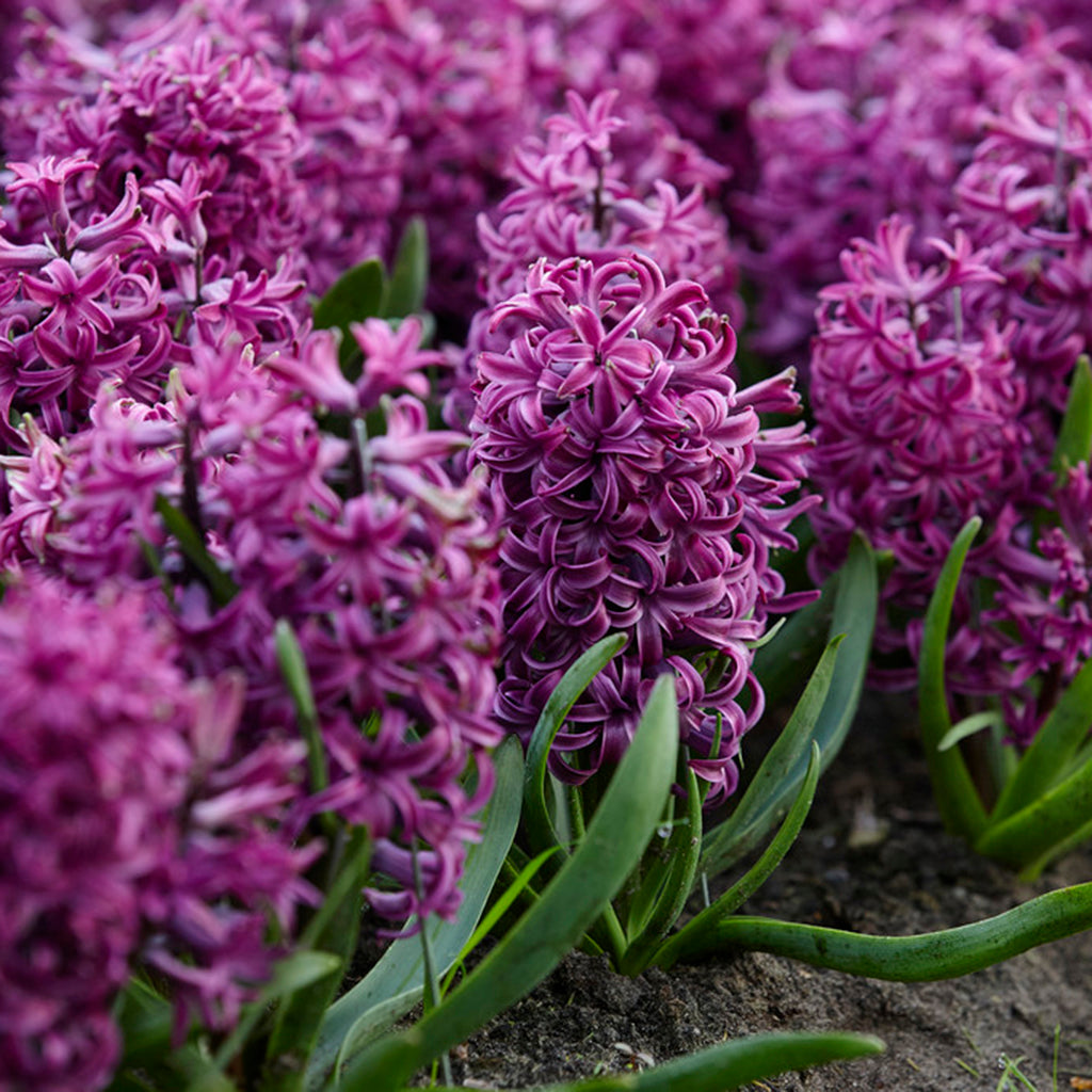 Purple Hyacinths Meaning: Regret, Sorrow and The Hope for Reconciliation