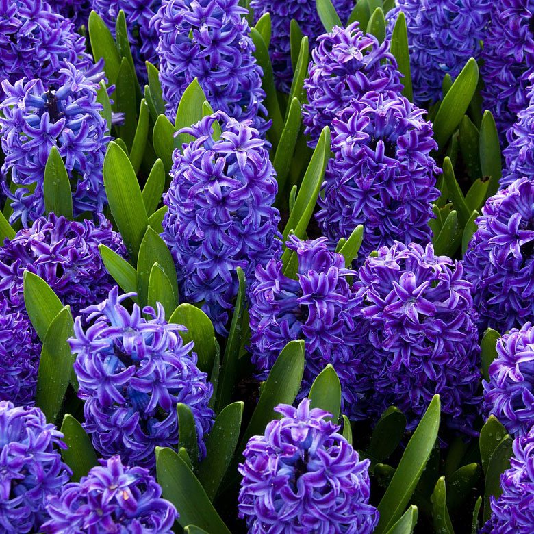 Purple Hyacinths Meaning: Regret, Sorrow and The Hope for Reconciliation