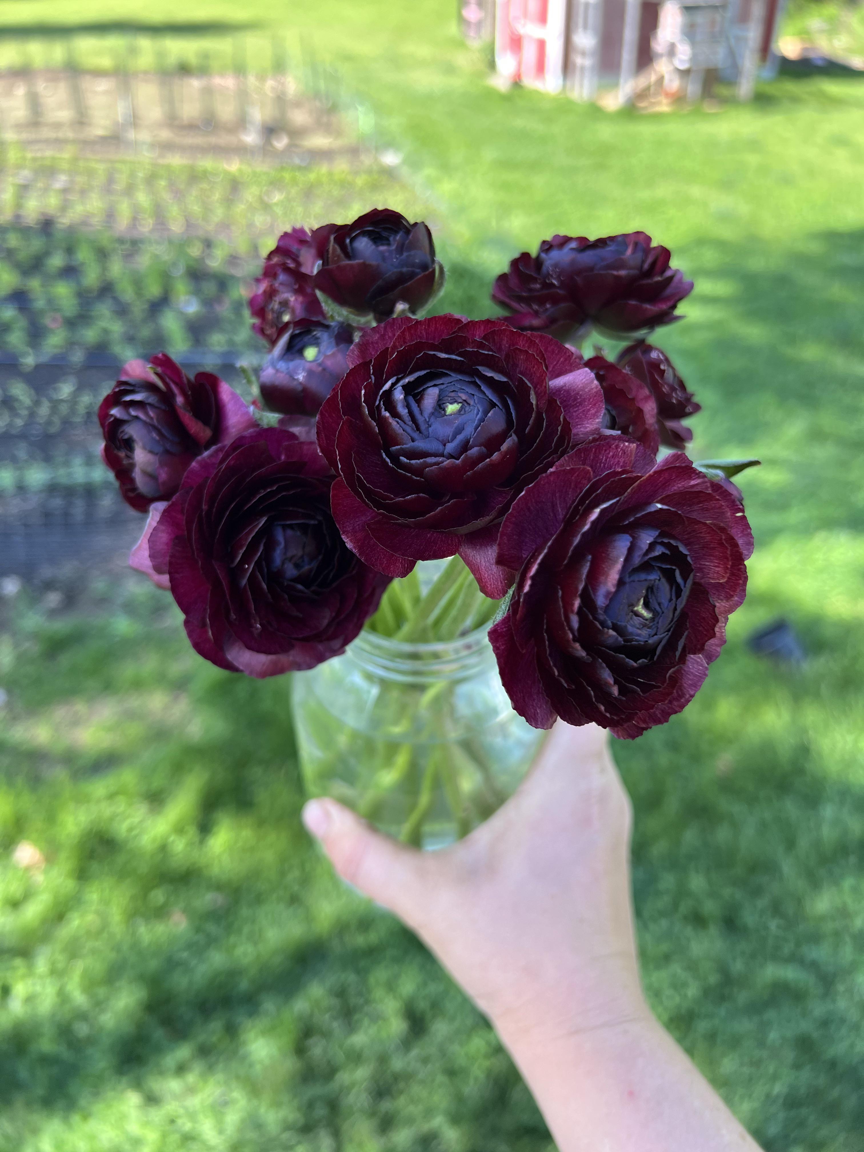 Ranunculus Flower Meaning: Youthful Beauty and Innocence
