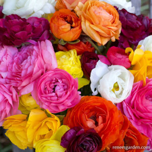 The Meaning And Symbolism Of Ranunculus Flowers 6566019b9b989.jpg