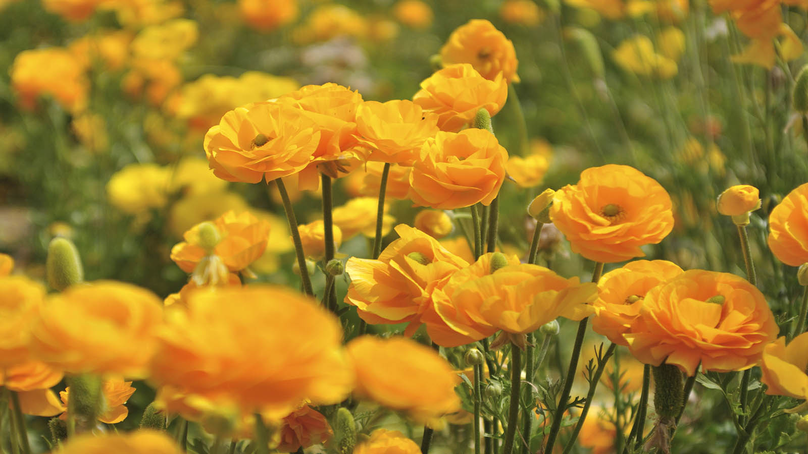 Ranunculus Flower Meaning: Youthful Beauty and Innocence