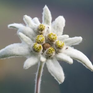 The Meaning And Symbolism Of The Edelweiss Flower 655f686e91616.jpg