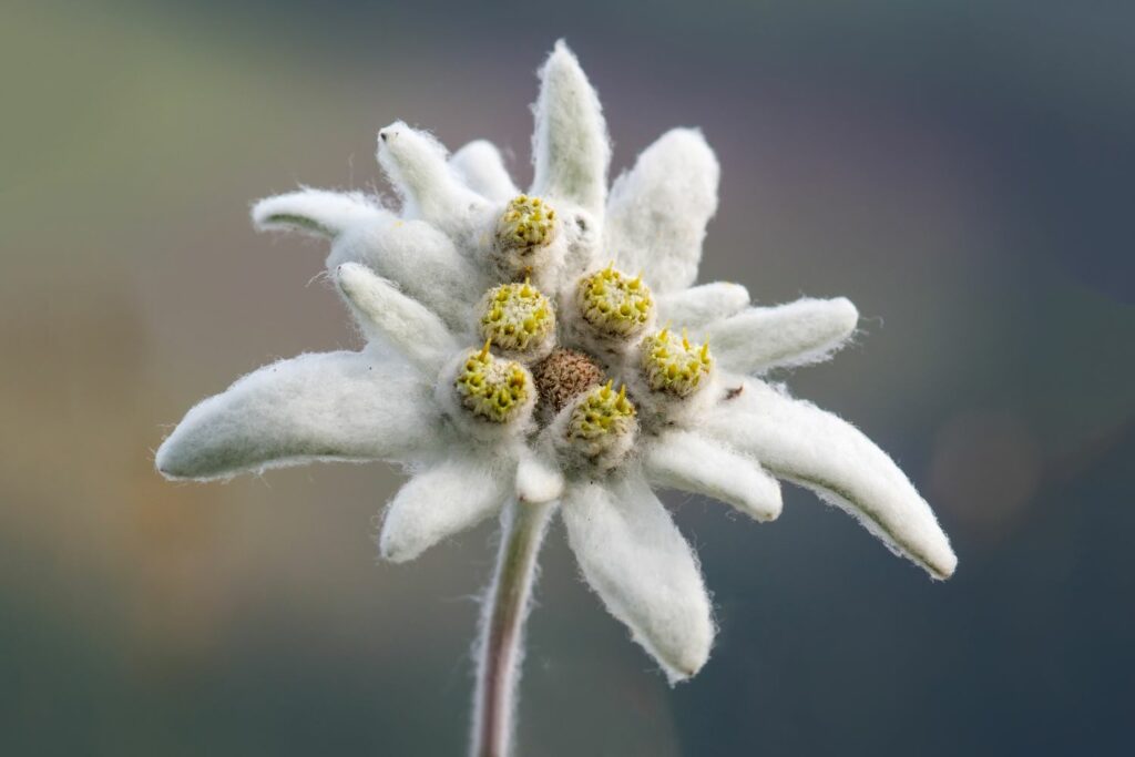 Edelweiss Flower Meaning: Rugged Beauty and Noble Symbolism