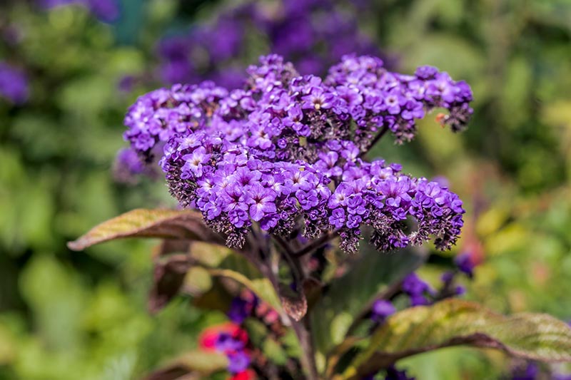 Heliotrope Flower Meaning: Representing Devoted Affection Which Persists Tirelessly