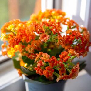 The Meaning And Symbolism Of The Kalanchoe Plant 6564b7bd44426.jpg