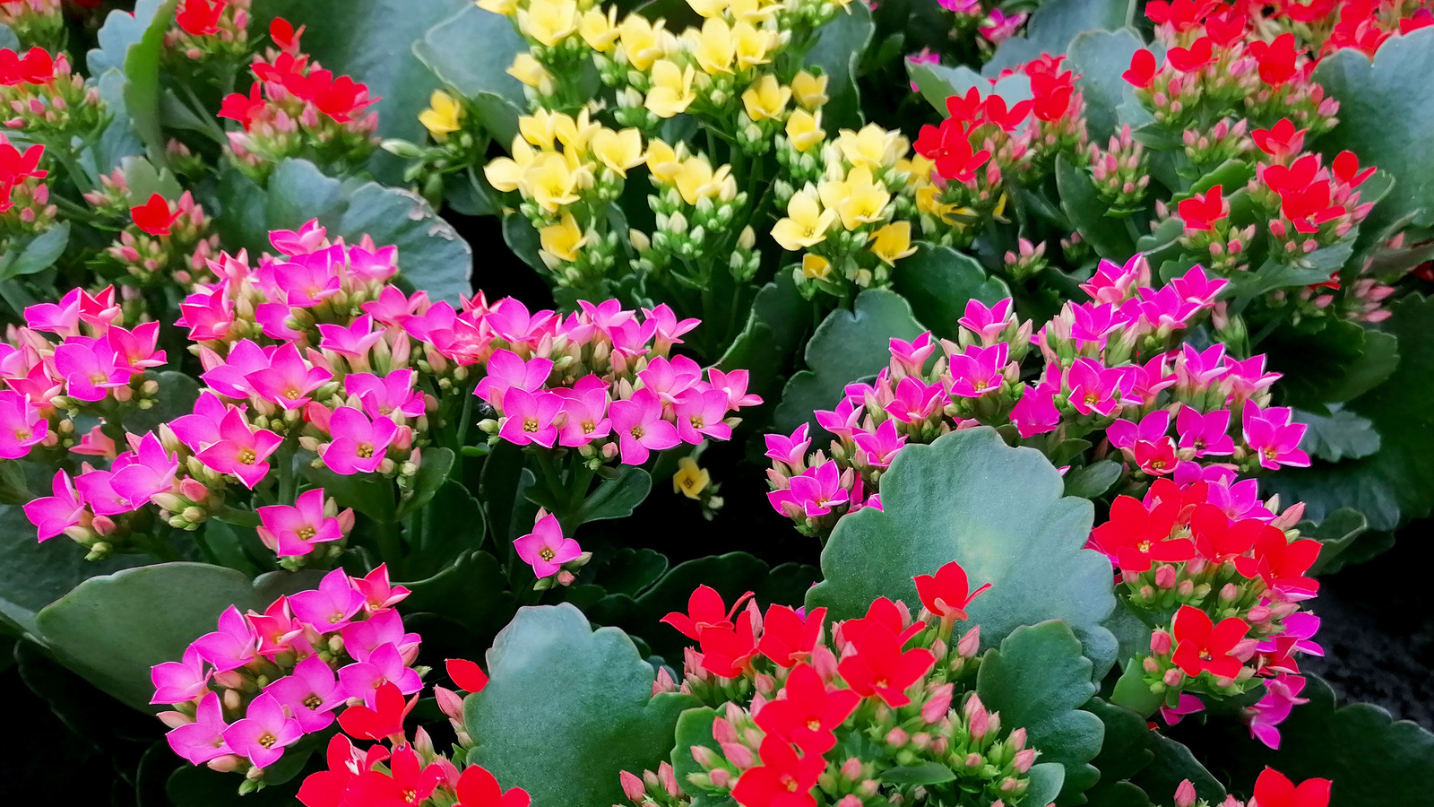 Kalanchoe Plant Meaning: Express Your Love and Affection