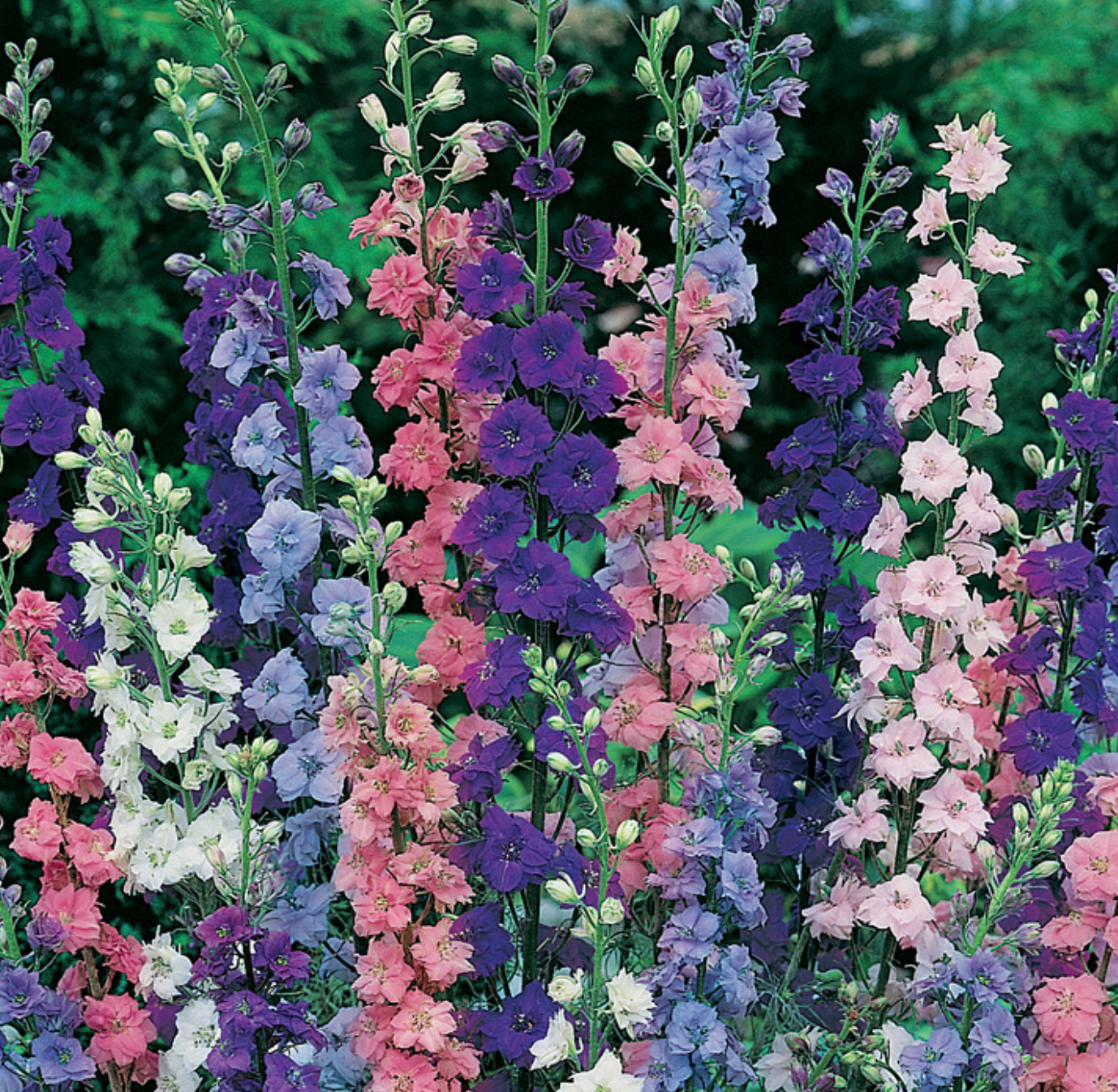 Delphinium Flower Meaning: Beauty and Significance to Your Life