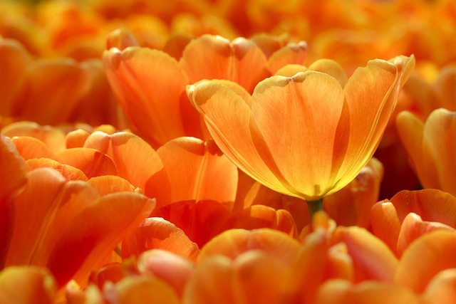 4 Orange Flower Meaning: 