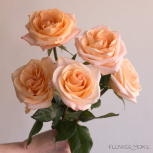 The Meaning Behind Orange Flowers 655f6a99087cc.jpg