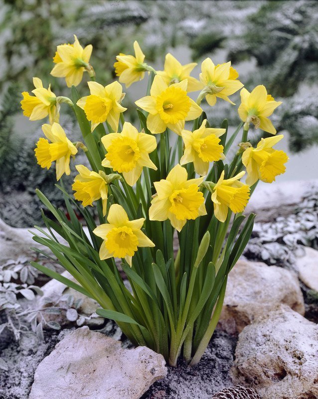Narcissus Flower Meaning: Vanity, Death, Renewal and Memory