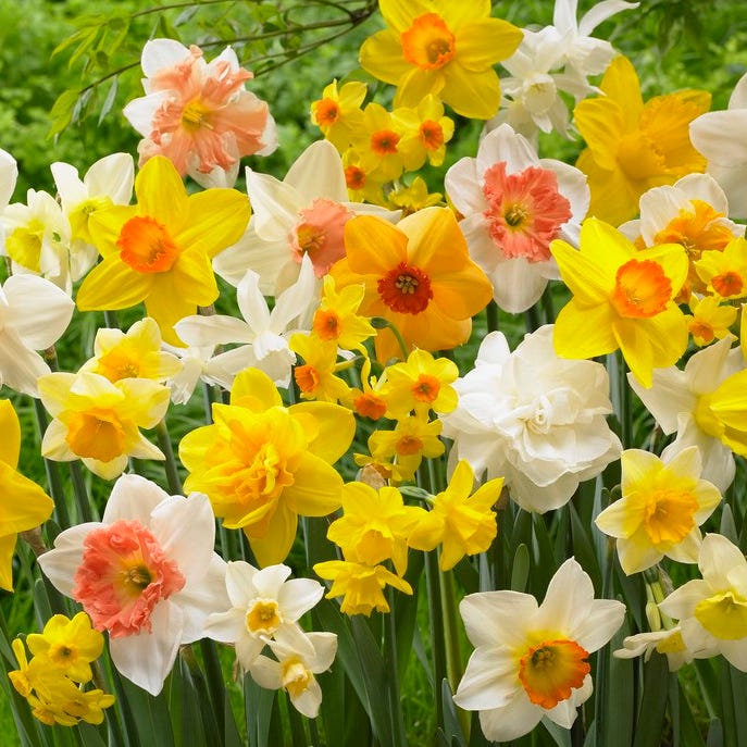 Narcissus Flower Meaning: Vanity, Death, Renewal and Memory