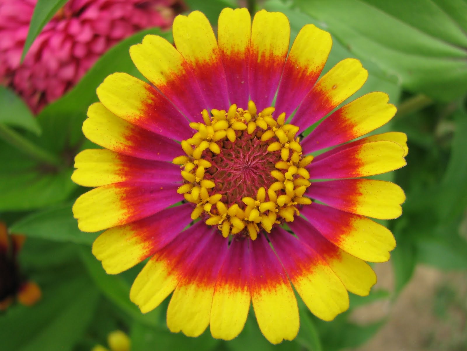 Zinnia Flower Meaning: Positive Spirit and the Celebration of Life's Variety