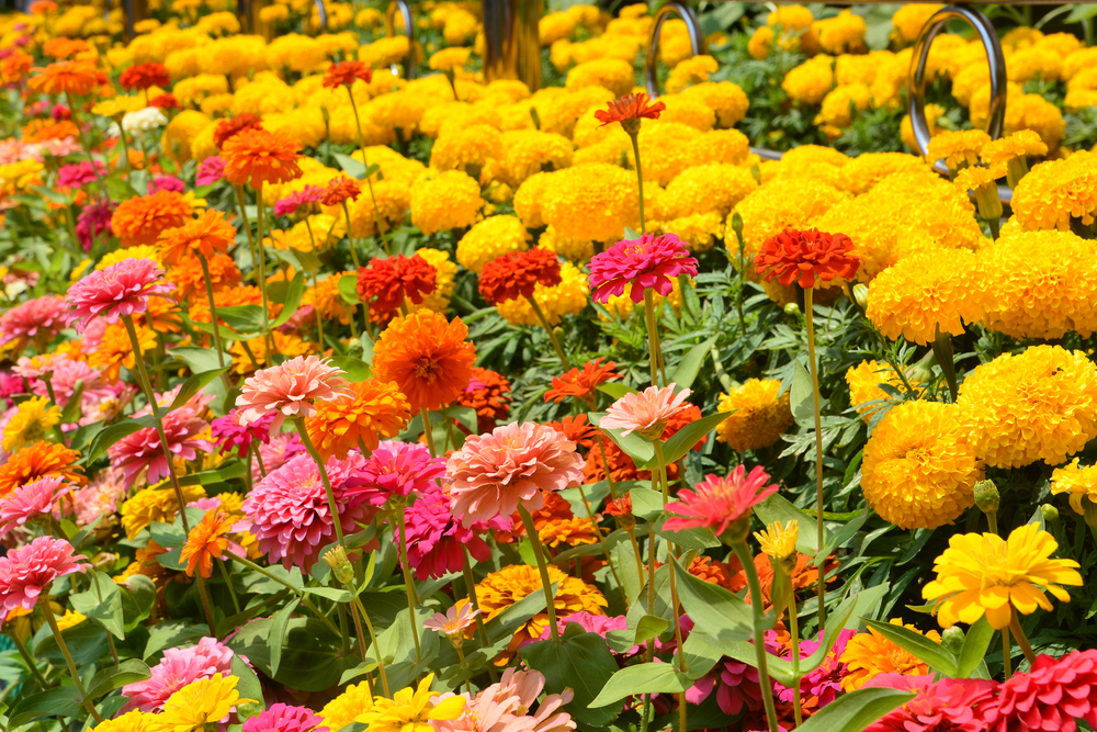 Zinnia Flower Meaning: Positive Spirit and the Celebration of Life's Variety