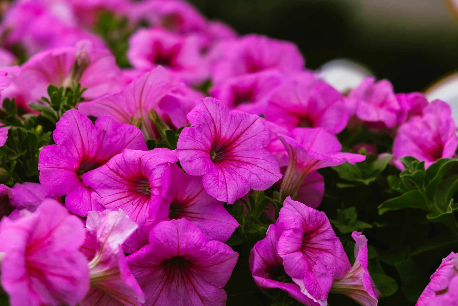 Petunia Flower Meaning: Beauty and Positivity to Our Lives