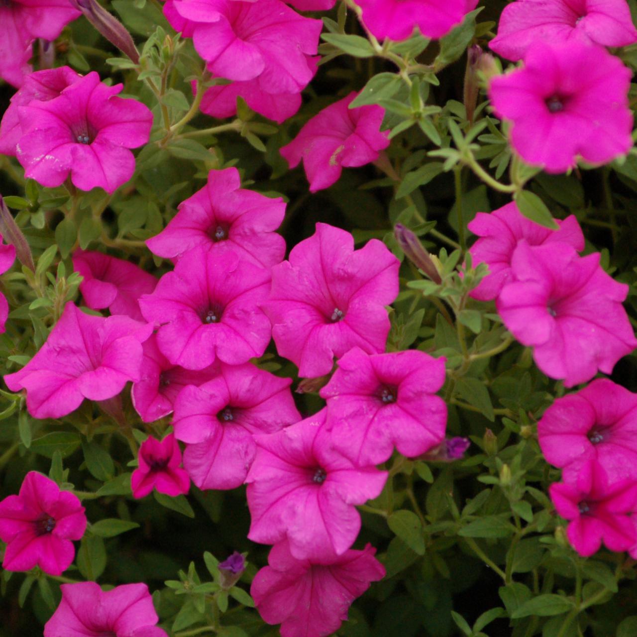Petunia Flower Meaning: Beauty and Positivity to Our Lives