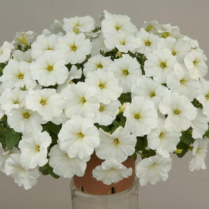 The Meaning Of Petunia Flowers Symbolism Uses And Tips For Growing 6565f9e667a31.jpg