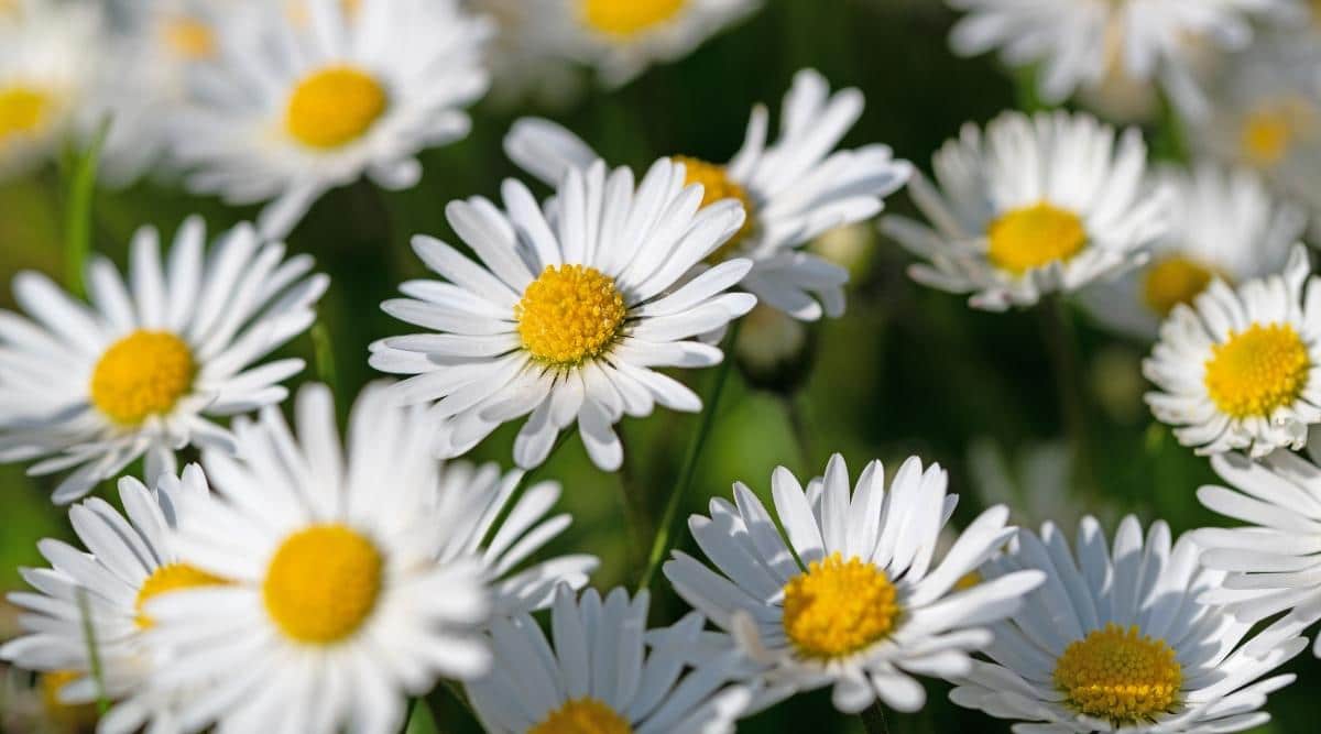 Top 9 Flowers That Mean Healing: Promotes Positive Energy