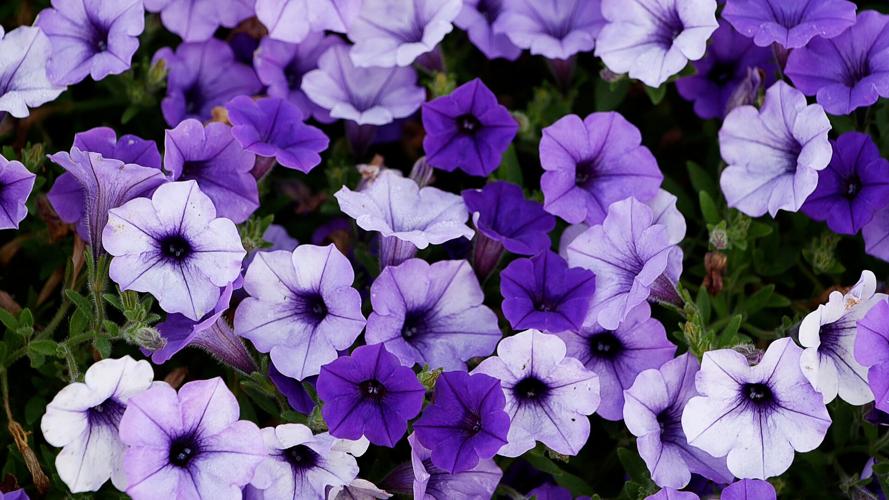 Top 9 Flower Meanings Negative: Death, Grief and Protection Against Evil Spirits