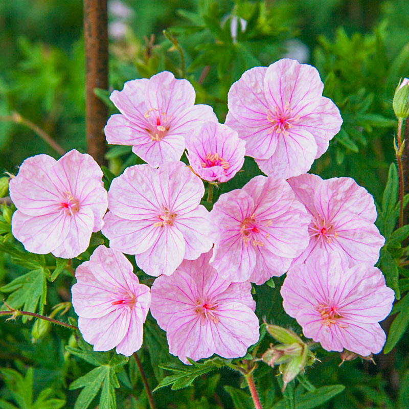 Top 9 Flower Meanings Negative: Death, Grief and Protection Against Evil Spirits