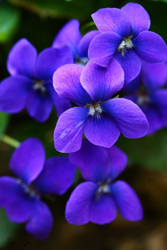 Violet Flower Meaning: Delicate Beauty and Enchanting Fragrance