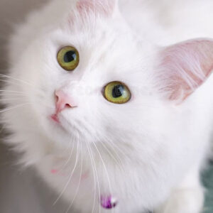 Unlocking Secrets: Interpreting Dreams of a White Cat