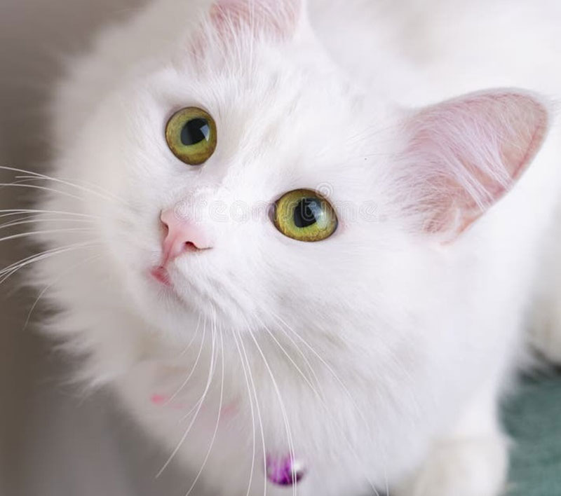 Unlocking Secrets: Interpreting Dreams of a White Cat