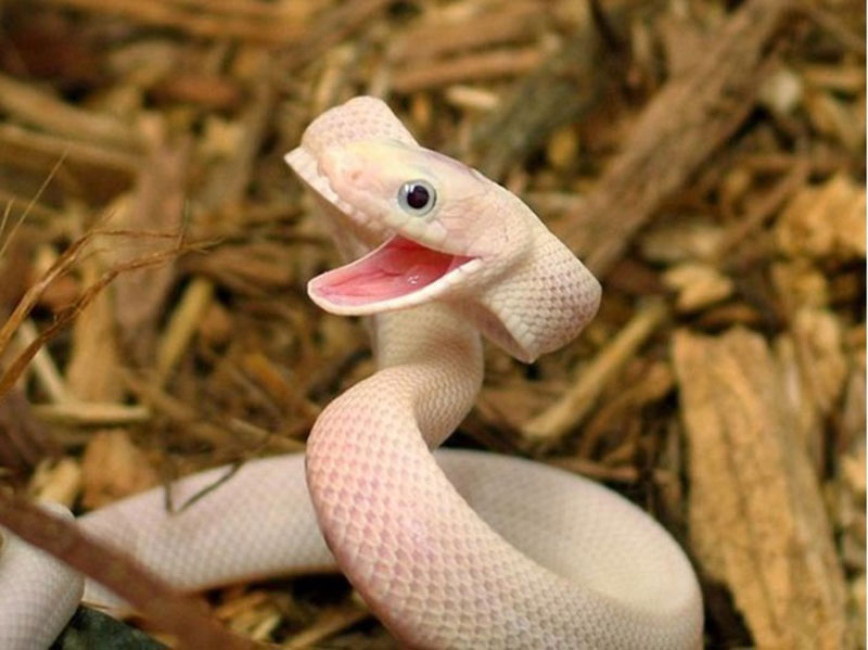 Decoding the Biblical Meaning of a White Snake in a Dream