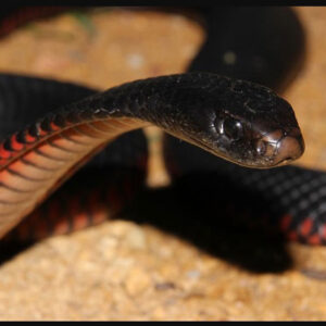 Exploring the Biblical Meaning of Black Snakes in Dreams