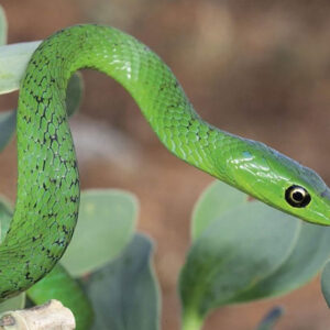 Understanding the Biblical Meaning of Green Snakes in Dreams