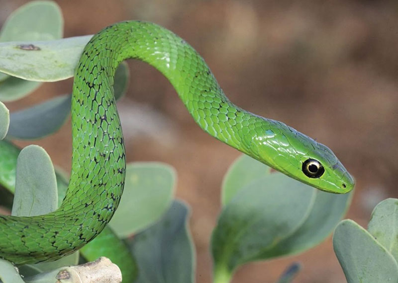 Understanding the Biblical Meaning of Green Snakes in Dreams