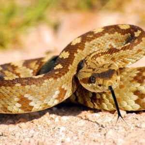 Unpacking the Biblical Meaning of Rattlesnakes in Dreams