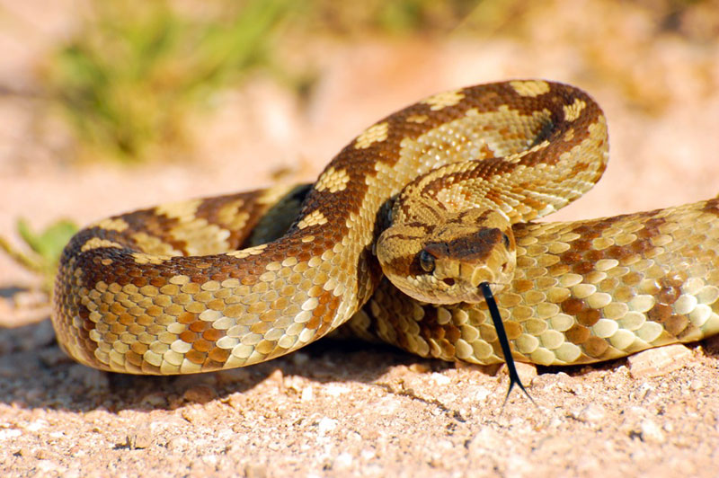 Unpacking the Biblical Meaning of Rattlesnakes in Dreams