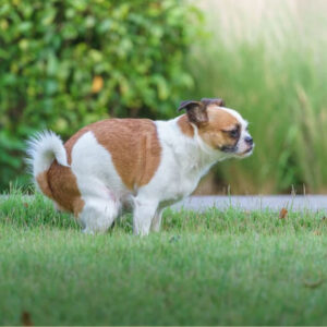 Biblical Meanings of Dog Poop in Dreams: Uncover the Hidden Messages