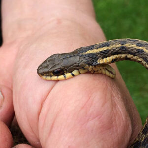 Decoding the Message: Biblical Meanings of Snake Bite Dreams