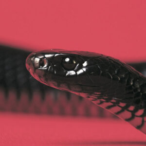 Black Snake Spiritual Meaning: Unraveling the Symbolism and Interpretation