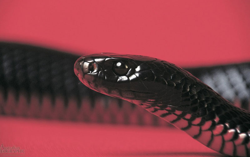 Black Snake Spiritual Meaning: Unraveling the Symbolism and Interpretation