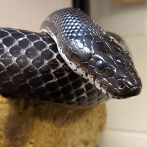 Black Snake Symbolism: Unveiling the Hidden Meaning and Spiritual Significance