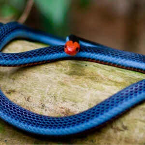 Blue Snake in Dream: Unveiling the Hidden Symbolism