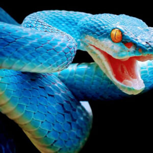 Blue Snake in Dream Biblical Meaning: Unveiling the Hidden Message